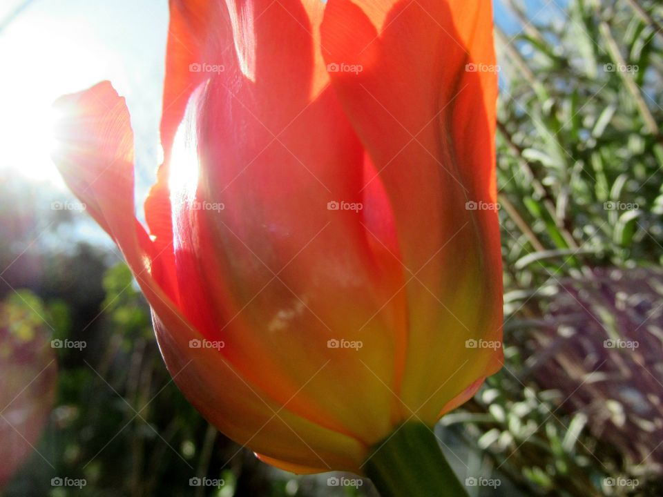 Orange tulip with the sunlight beaming down