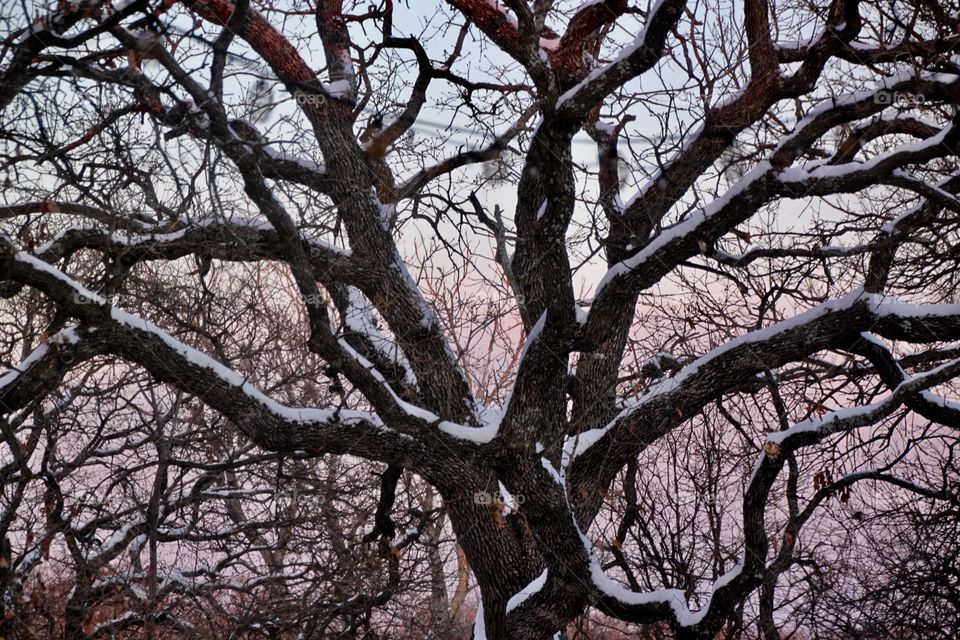 Snow-covered Tree