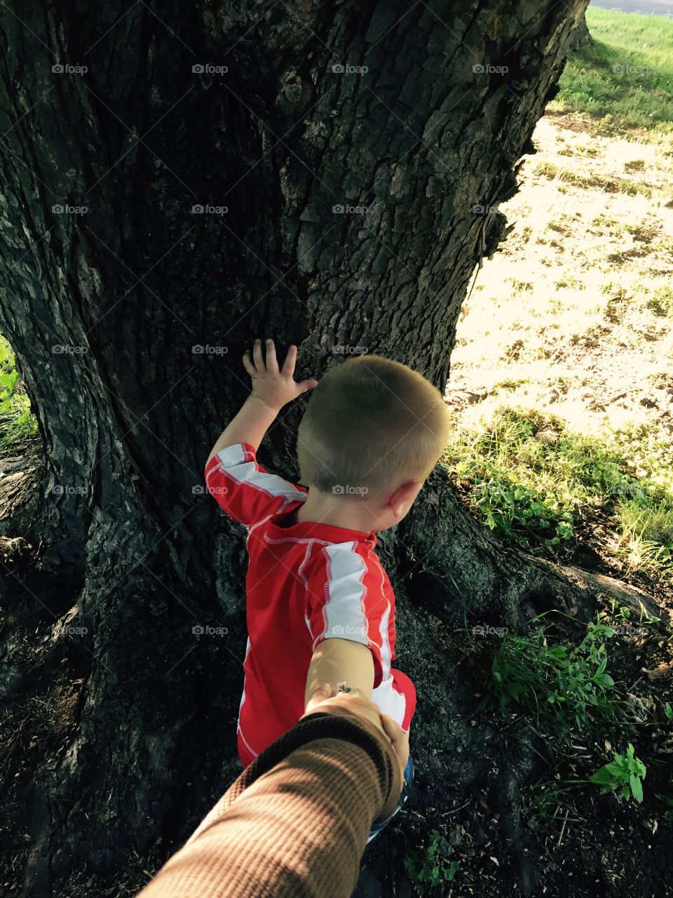 Kid about to climb tree