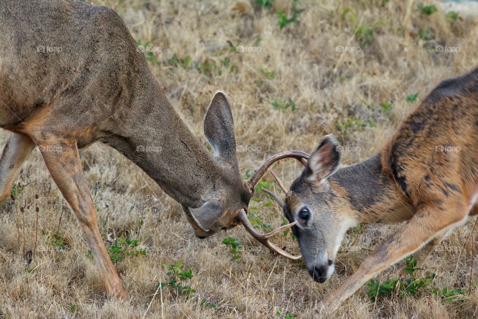 Fighting bucks