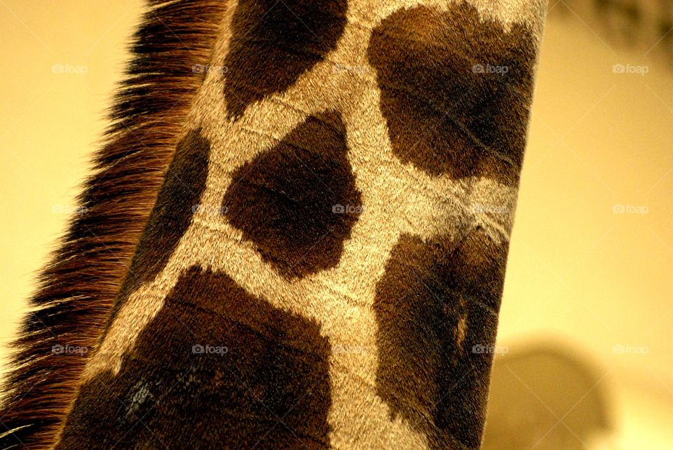 A small section of the upper portion of a giraffe's neck