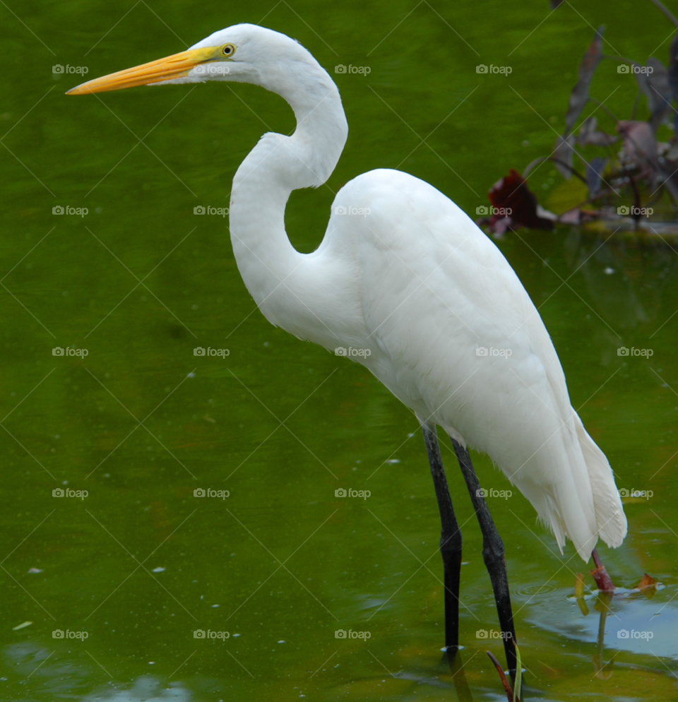 nature white animal bird by lightanddrawing