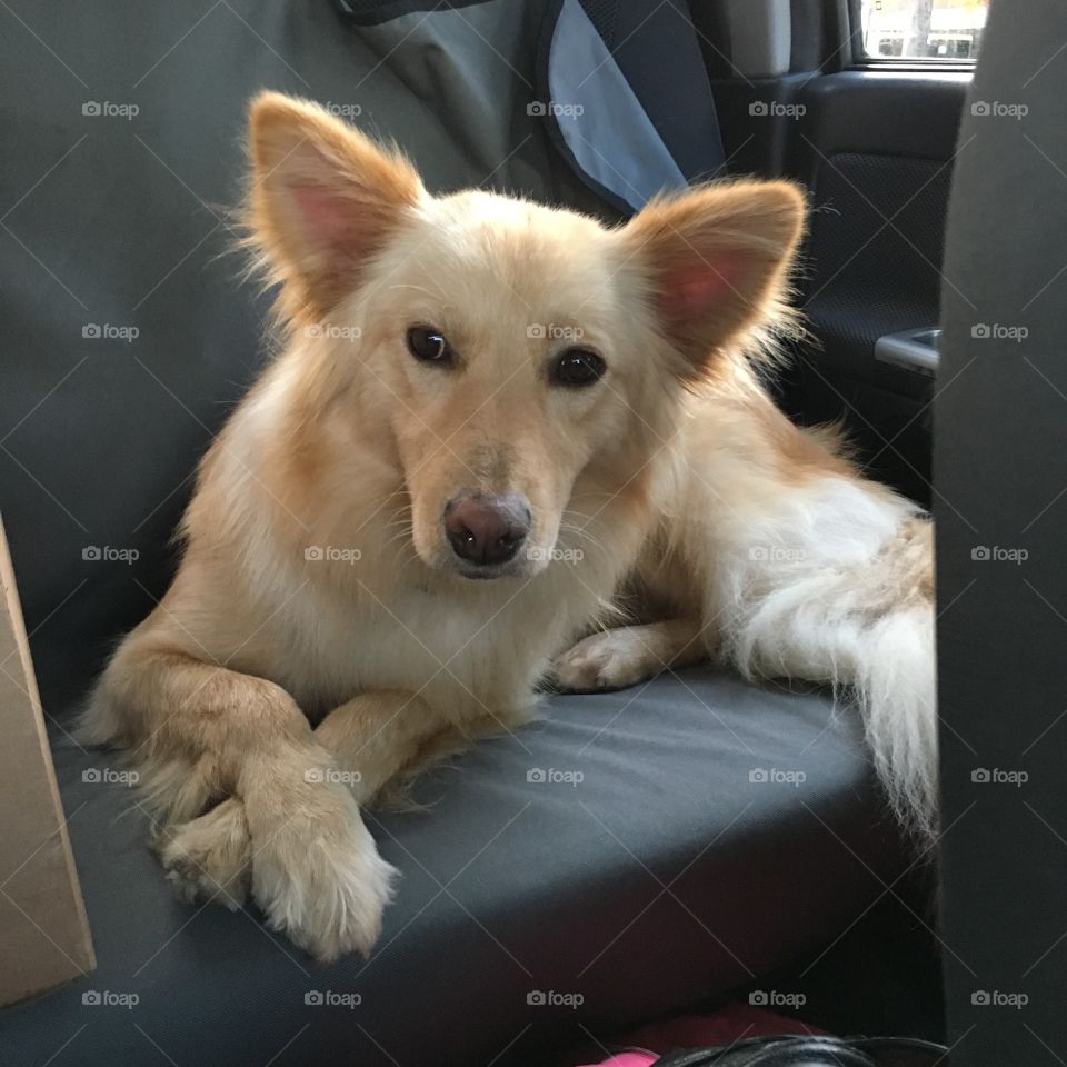 Traveling with my dog 