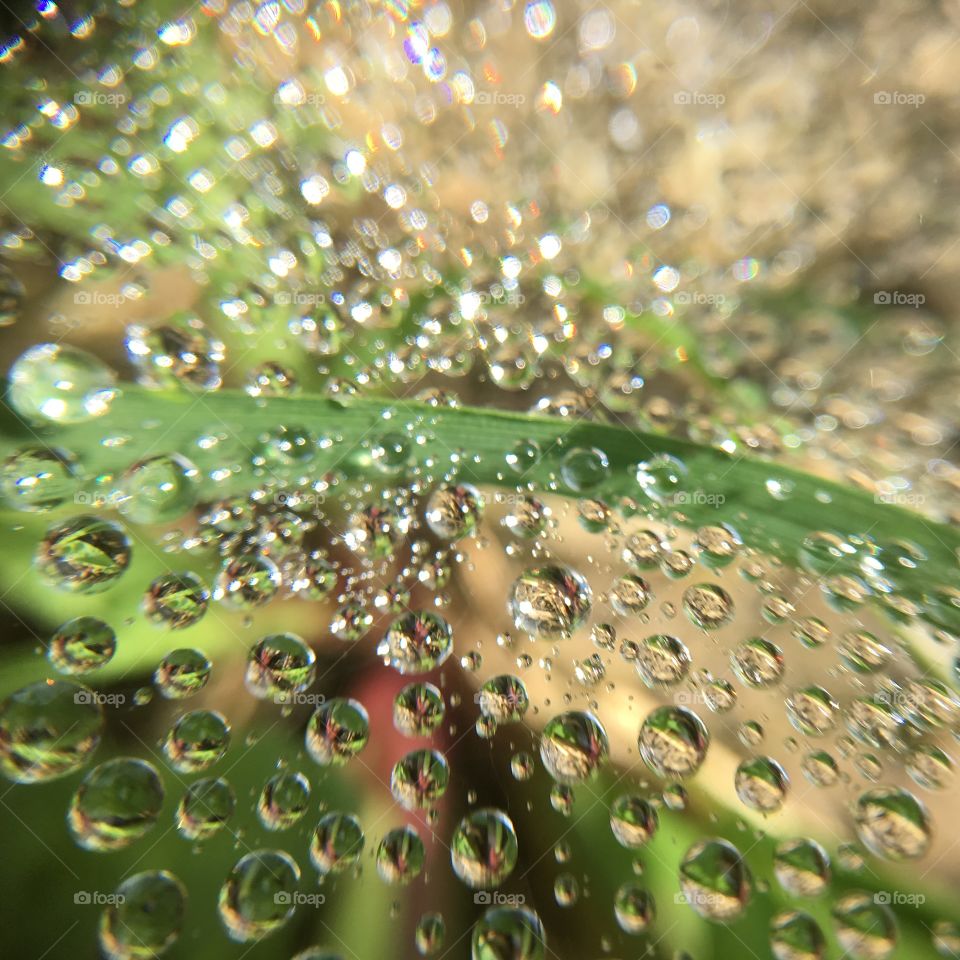 Water droplets and grass