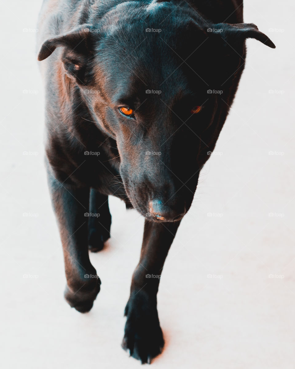 Black Dog