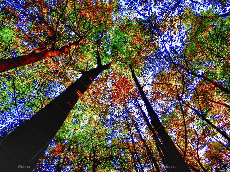 Fall beauty in the trees