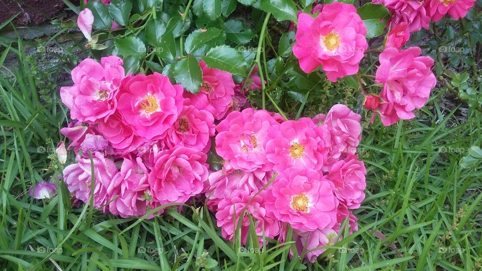 rose bush cluster