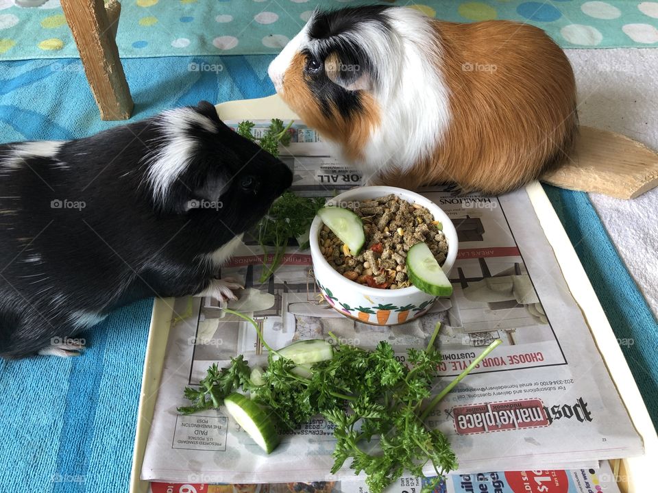 Lunch time for piggies 