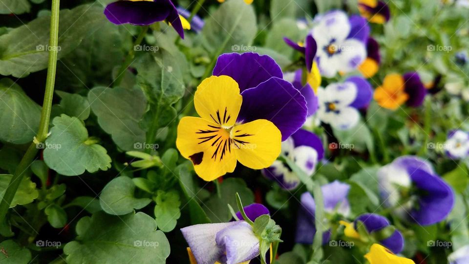 Multicoloured pansy