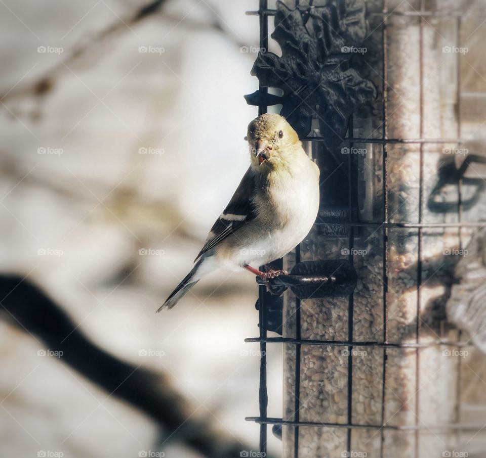 My yard this morning - a hungry visitor