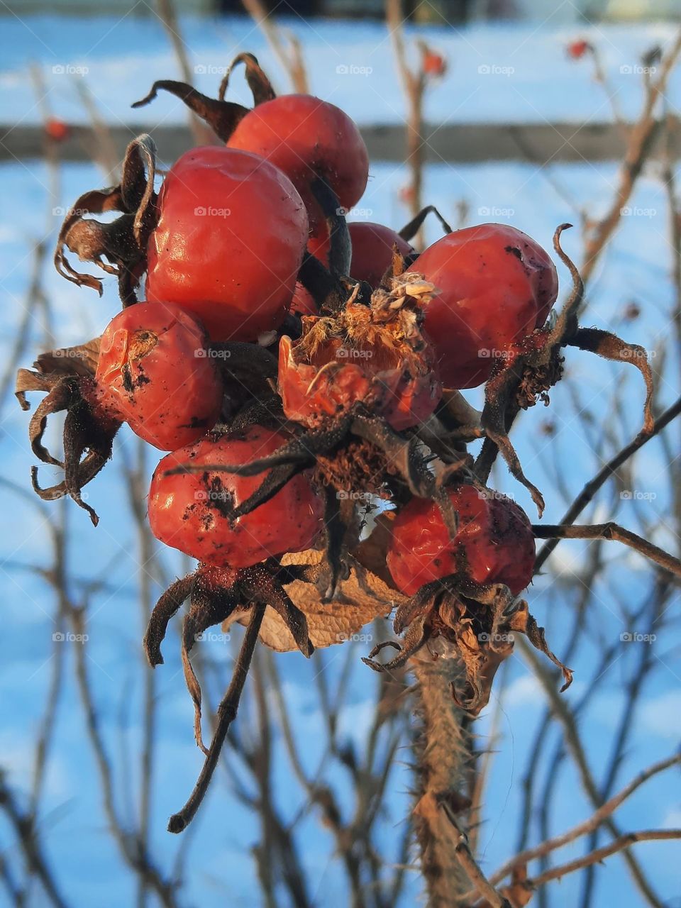 sunlit red rosehips against blue snow