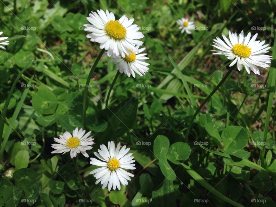 Daisies 