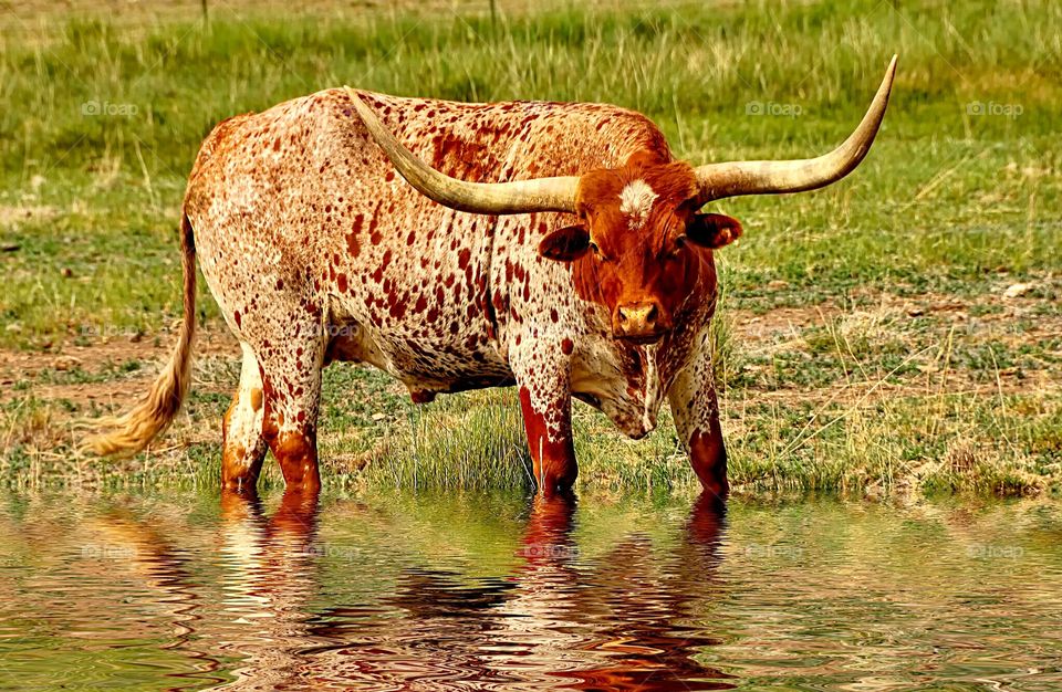 A Longhorn Bull wades into the water to drink.