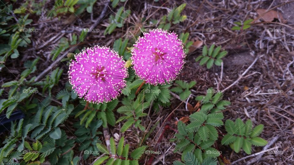 flowers