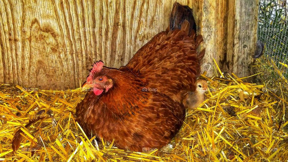 Red hen and chick