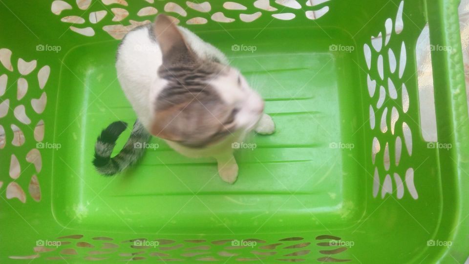 My white cat's in a green basket.