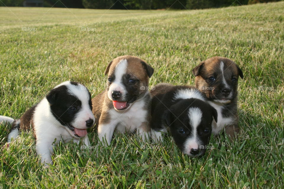 Best Buds. Puppies are almost one month old. 