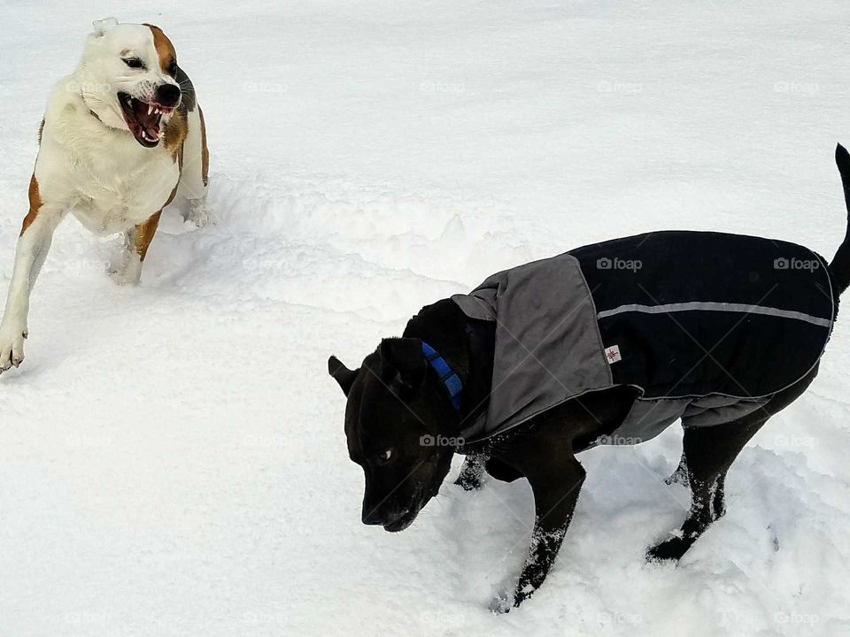 Snow, Winter, Dog, Mammal, One