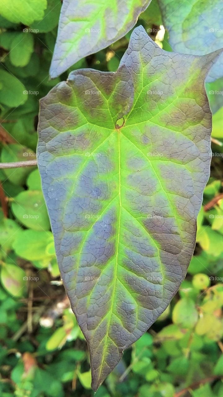 Green Leaf