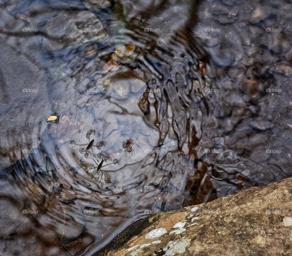 Water bugs swimming in the stream