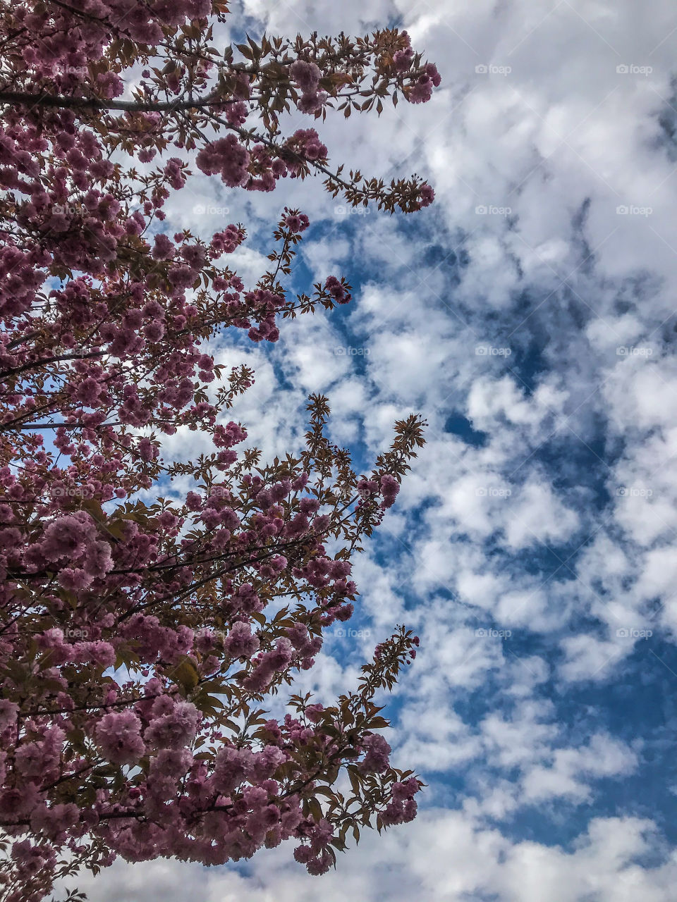 Flower tree with sky