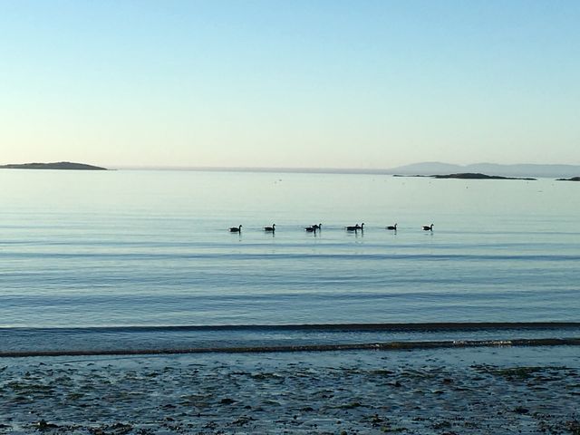 Geese 