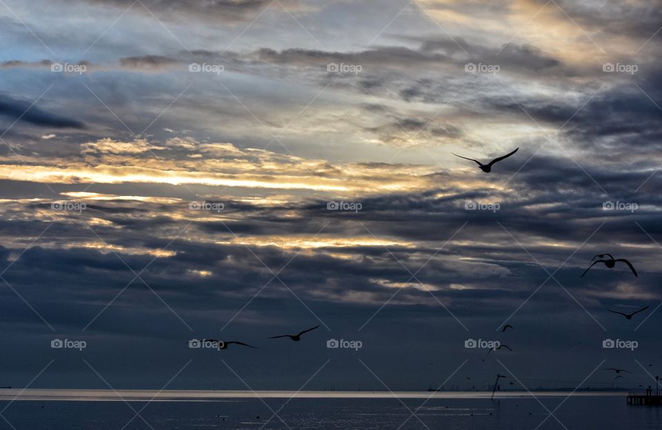 Bird, Sunset, Sky, Water, Ocean