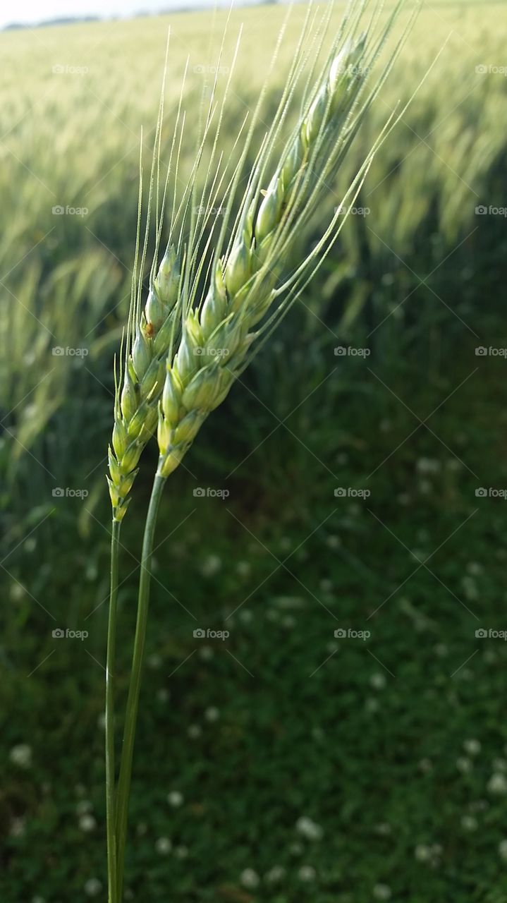 green wheat. Plantation time