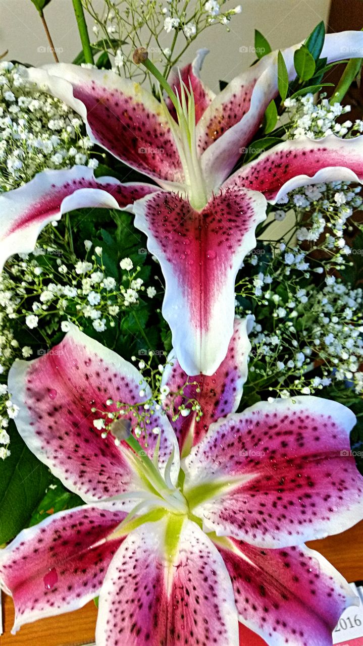 Stargazer Lilies