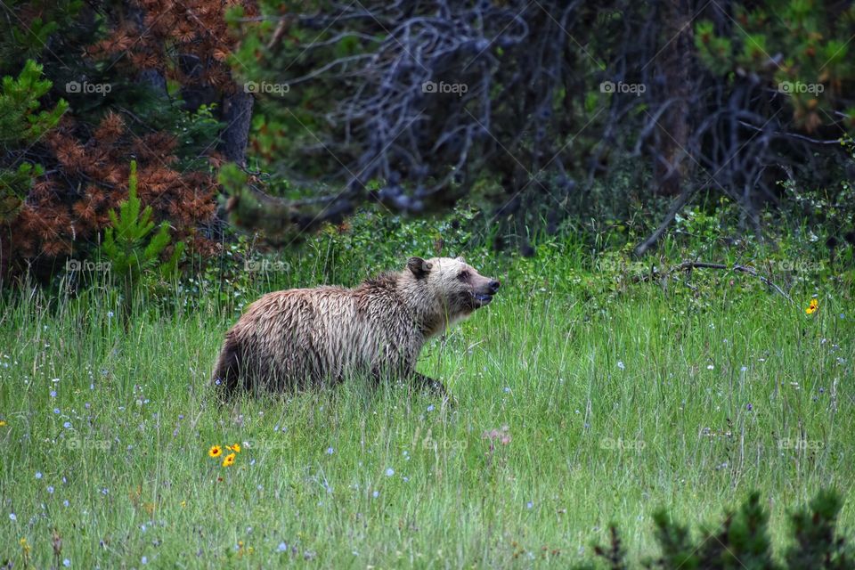 A rugged Grizzly Bear grinning in the Canadian Rockies. Walking amongst the grass and the wildflowers. 