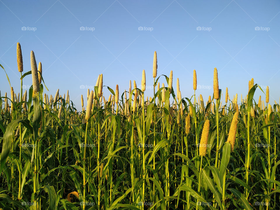 Pearl Millet Field in Rajasthan India. The Crop is Know as Bajra or Bajri Agriculture
