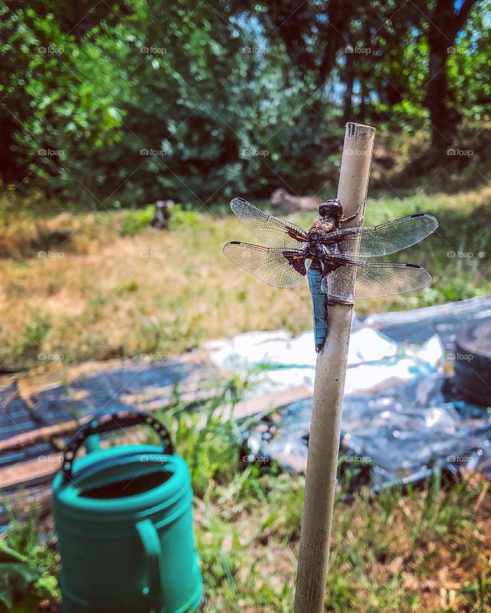 Dragonfly perched on garden cane 