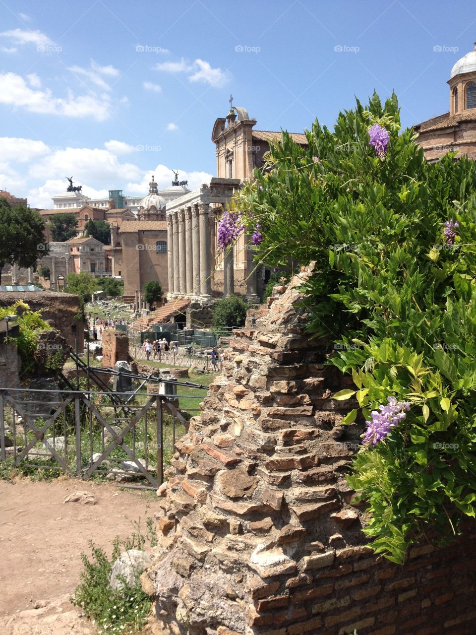 Flowers growing among the ruins of the Roman Forum in Rome, Italy