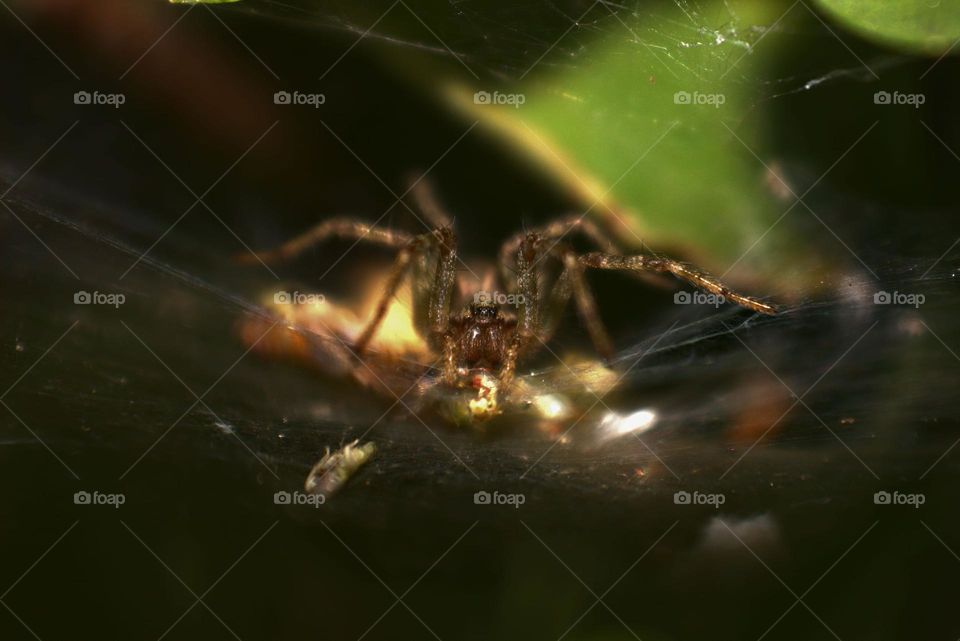 A common house spider checking on its web.