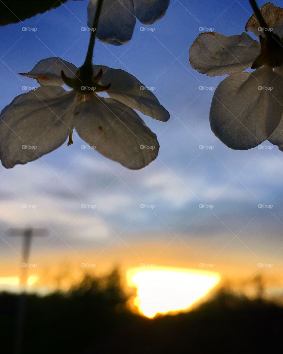 Sunset flowers