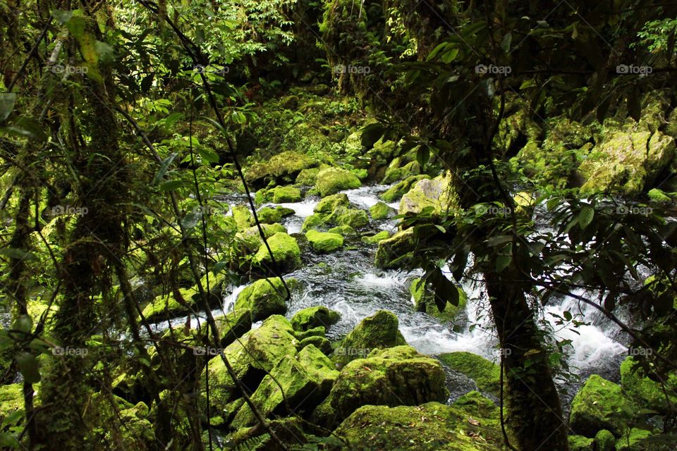 Scenic view of a forest