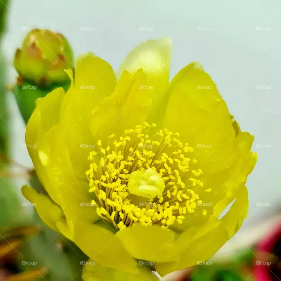 yellow flowers