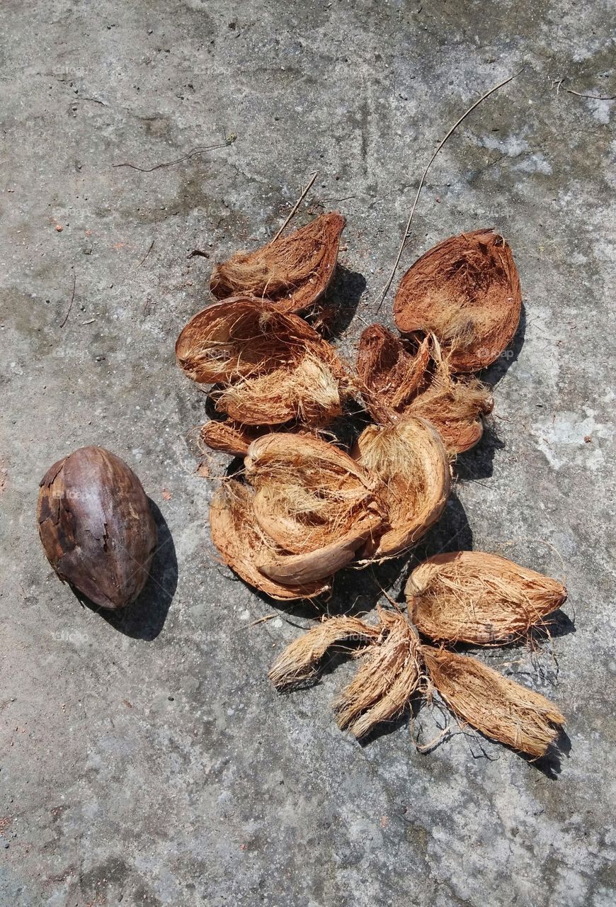coir coconut dried under the sunshine