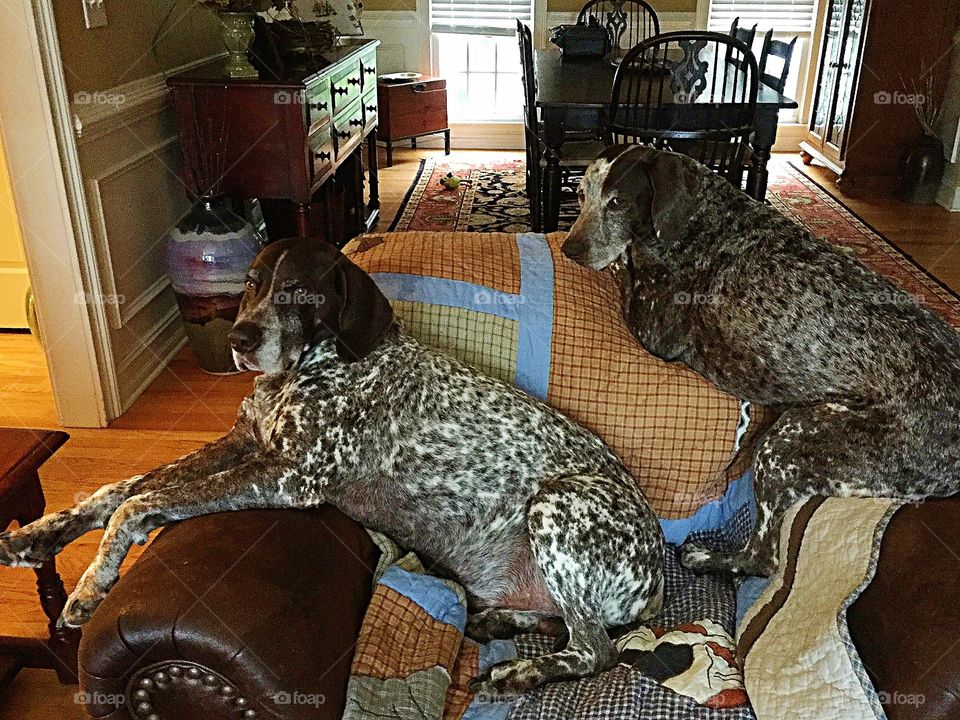 Two German shorthaired pointers