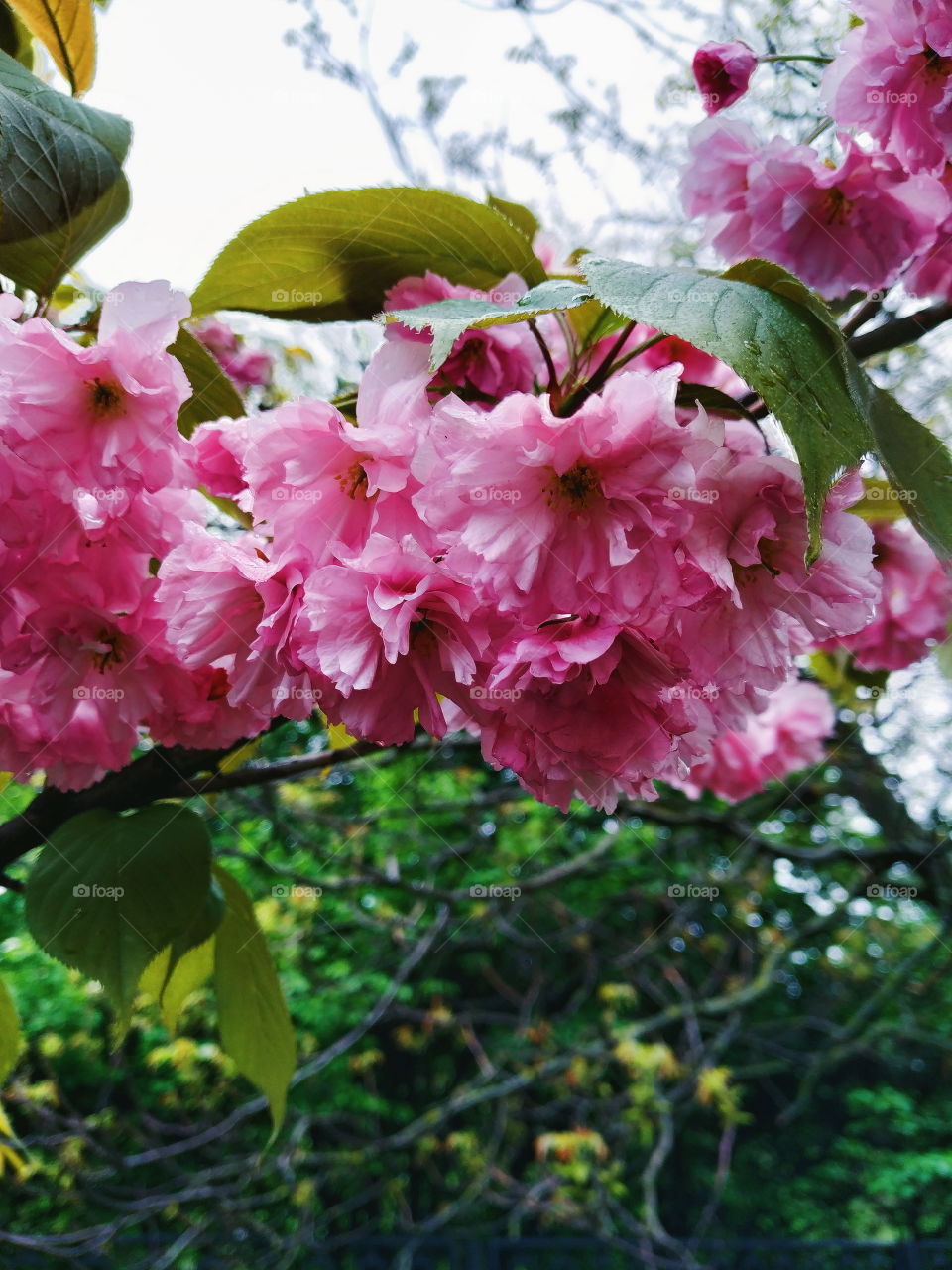 blooming cherry