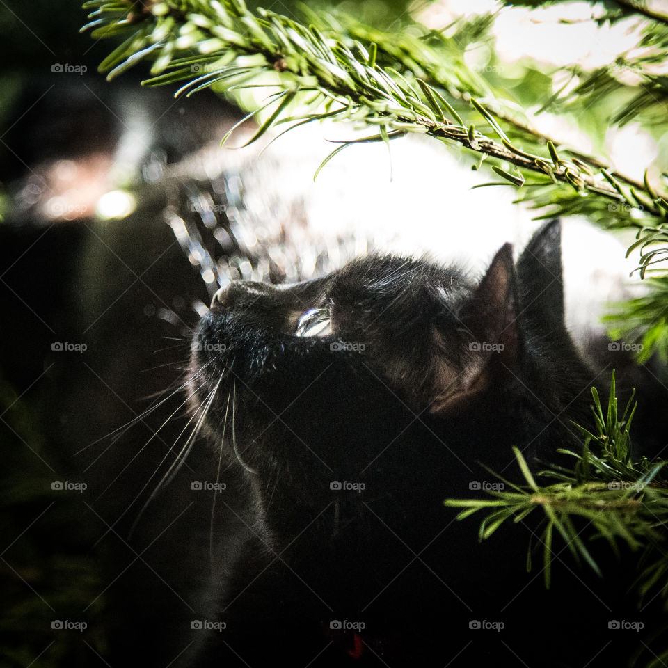 Cute black kitten in a Christmas tree. An animal portrait. Cat is black.