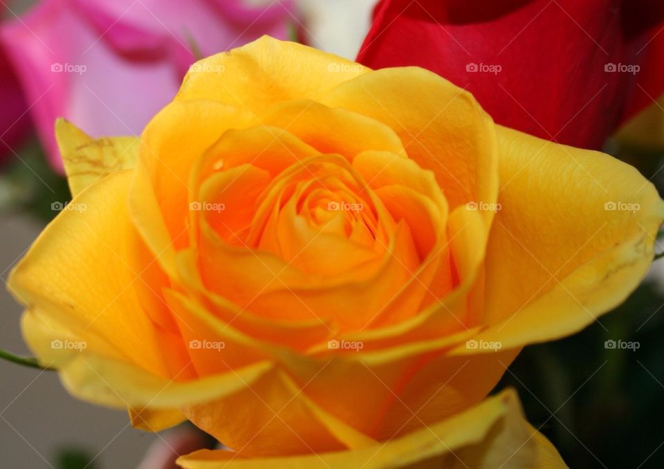 Yellow Rose