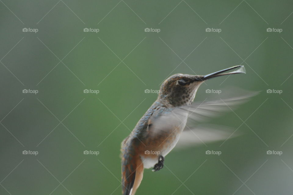 Flying hummingbird