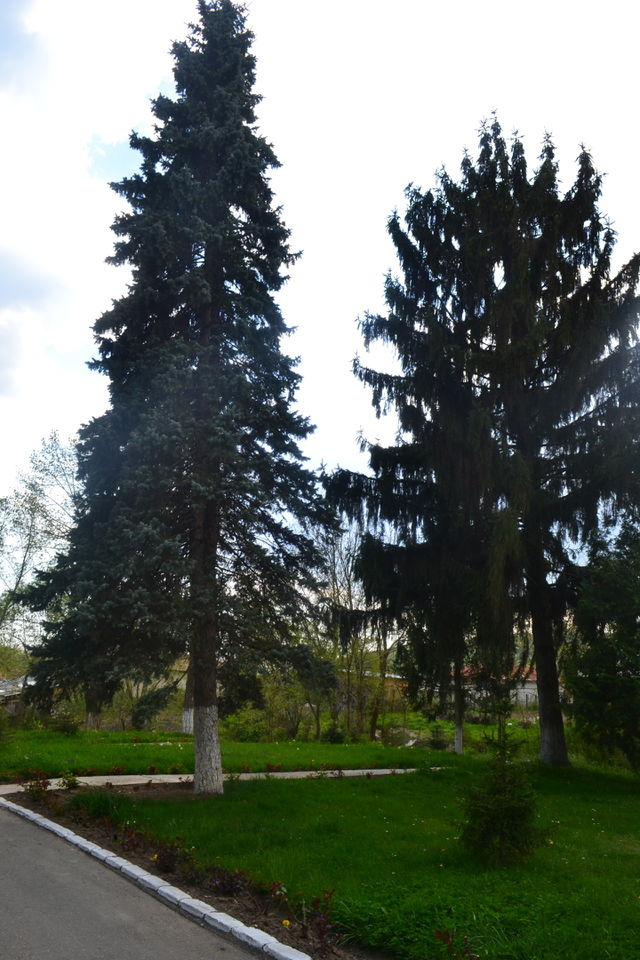 Trees