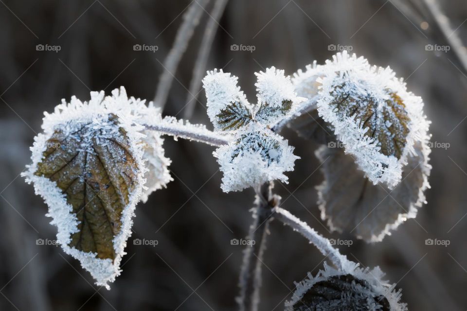 Closeup of frozen leaves covered with beautiful white frost outdoors on a cold winter day 