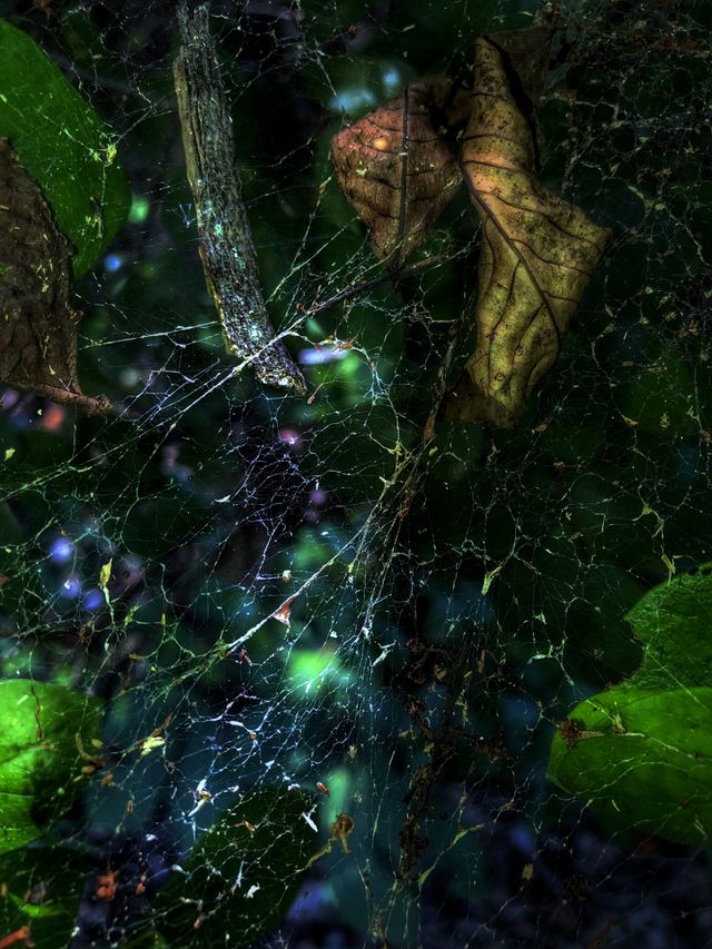 Psychedelic Spider Nebula 