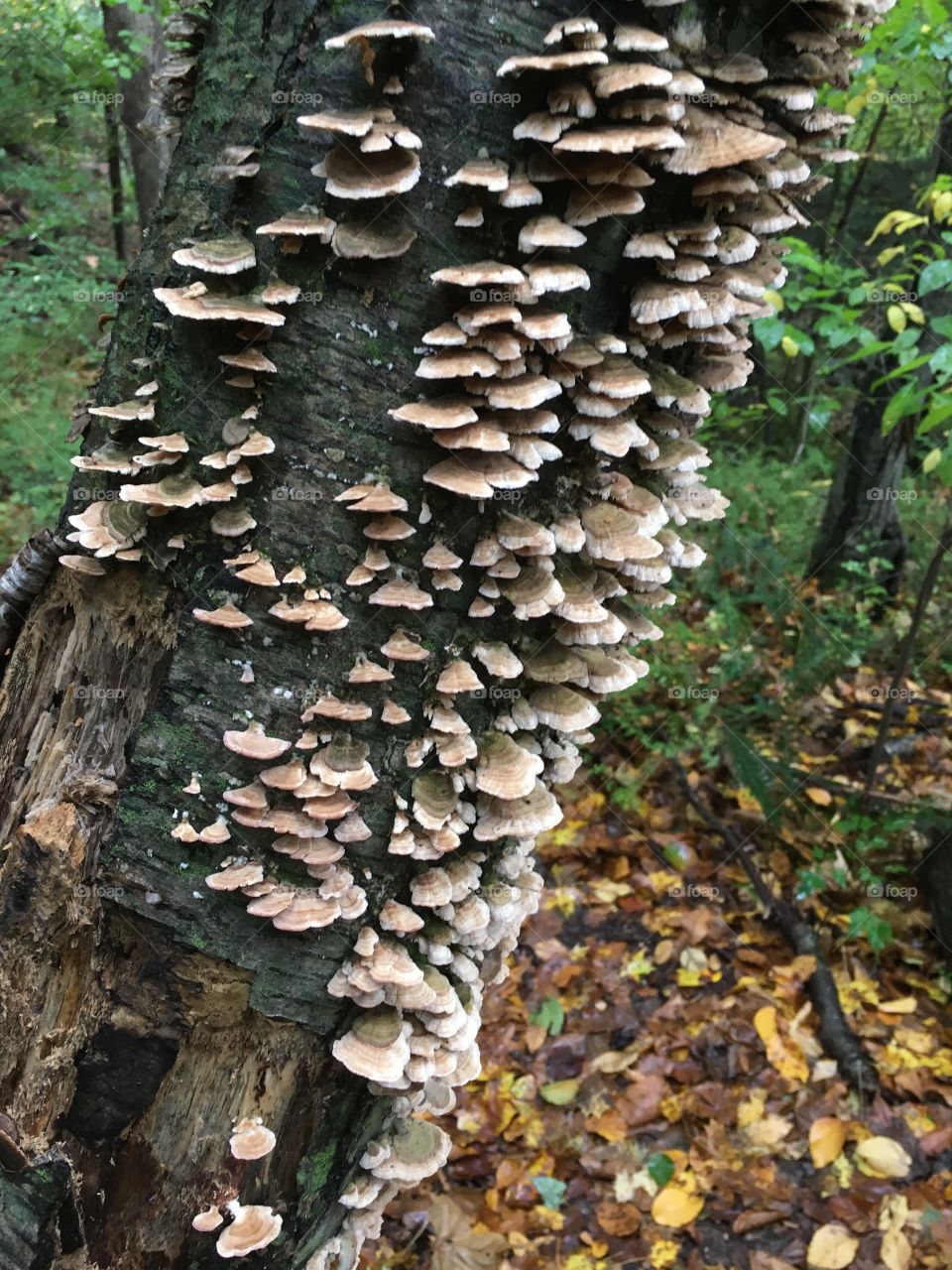 Fungus