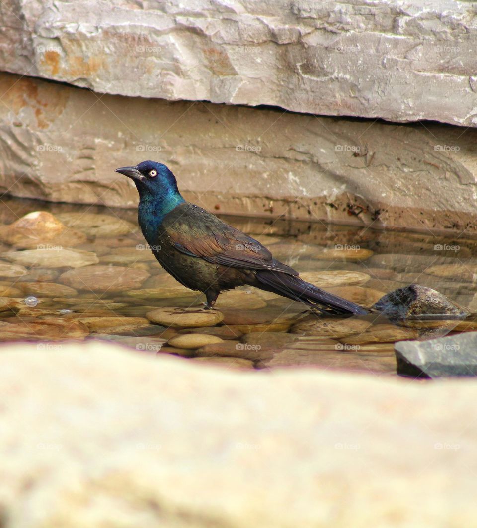 blue headed common grackle