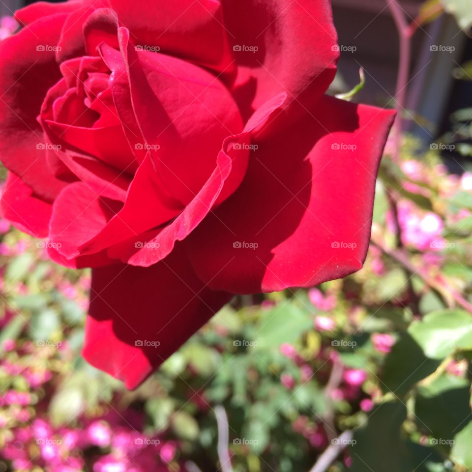 Rose in sun 
