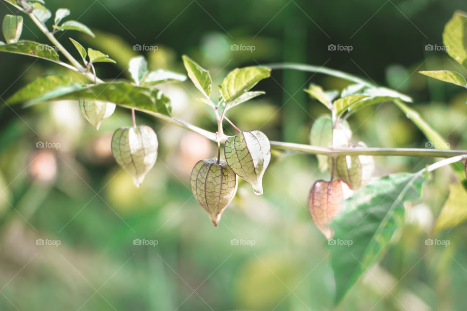 Cape gooseberry (Physalis sp.) is famous for its benefit for our health.